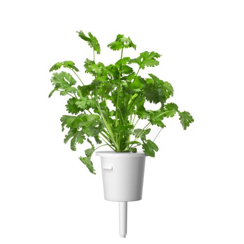 Click and Grow Smart Garden Refill 3-pack - Parsley