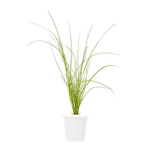 Click and Grow Smart Garden Refill 3-pack - Chives