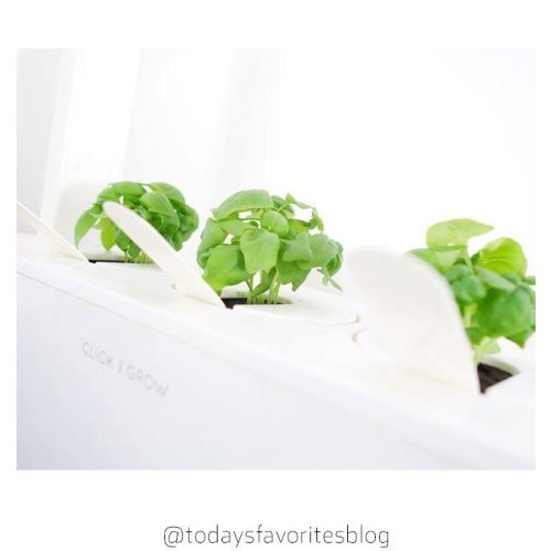 Click and Grow Smart Garden Refill 3-pack - Basil