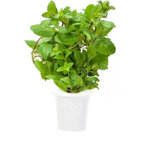 Click and Grow Smart Garden Refill 3-pack - Peppermint